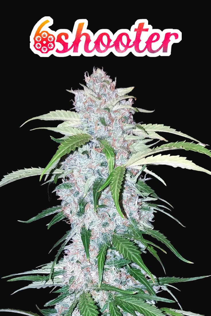 Fast Buds Six Shooter Auto Feminisierte Autoflower