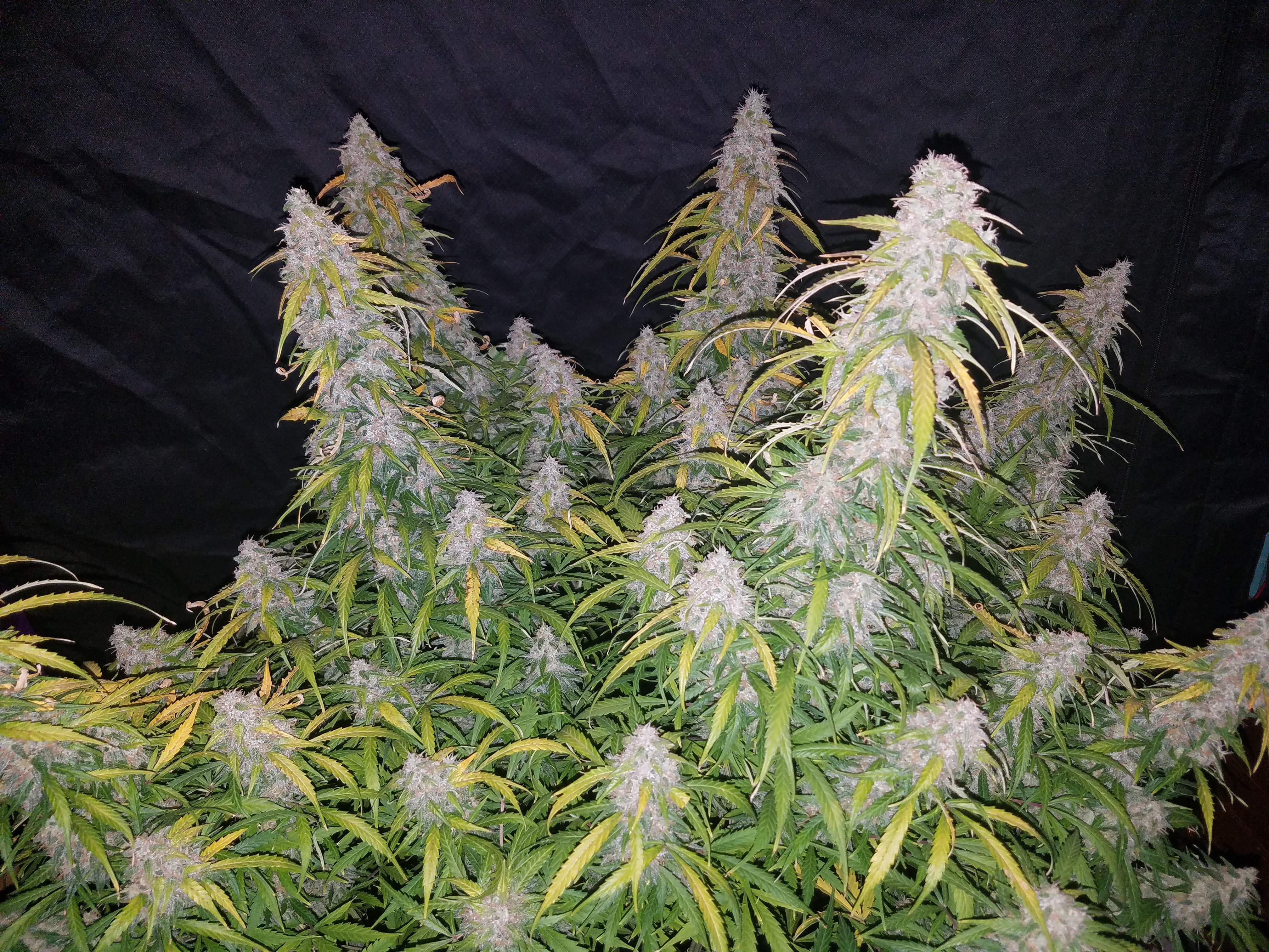 Fast Buds Six Shooter Auto Feminisierte Autoflower