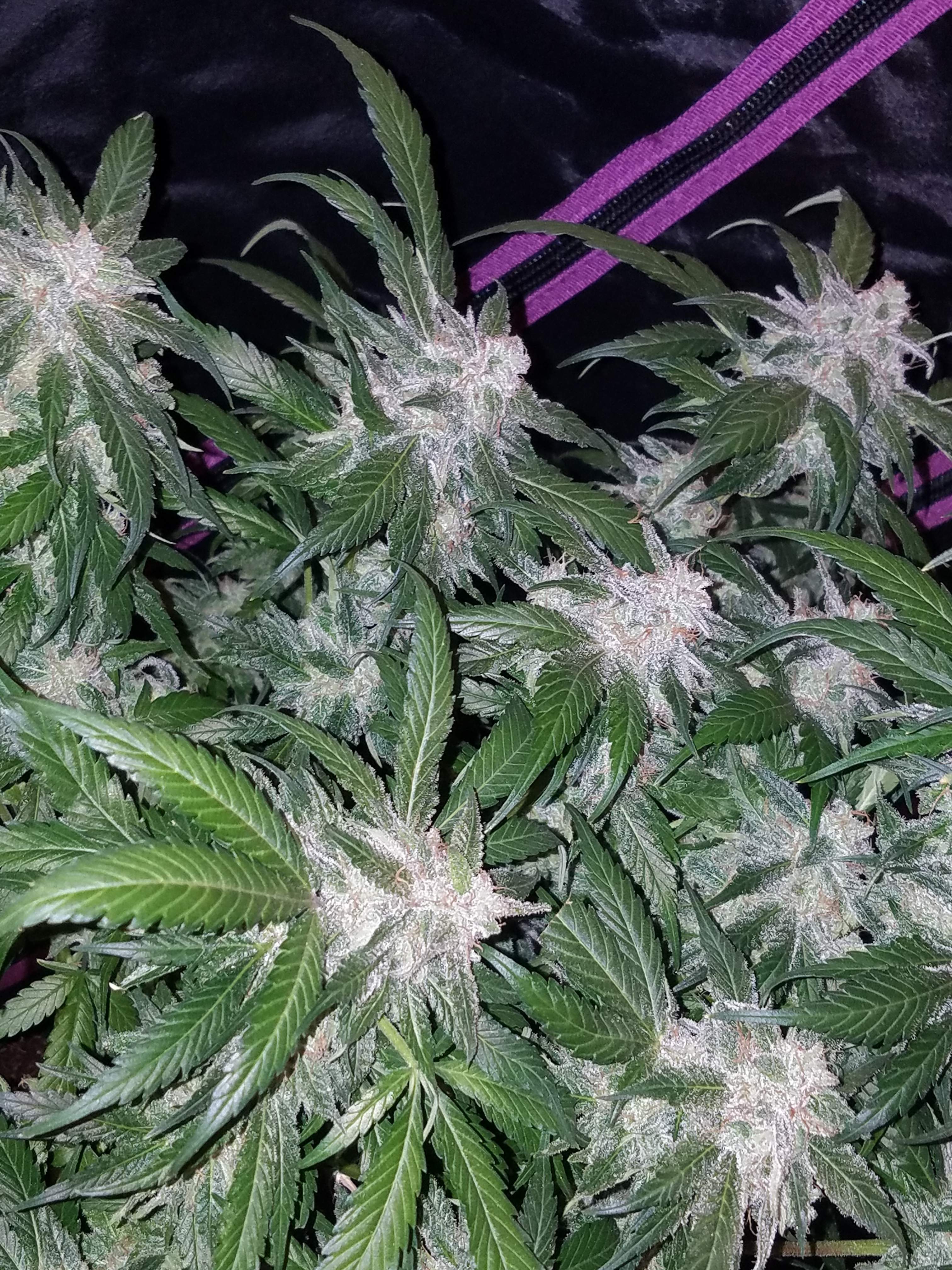 Fast Buds Tangie Matic Auto Feminisiert Autoflower