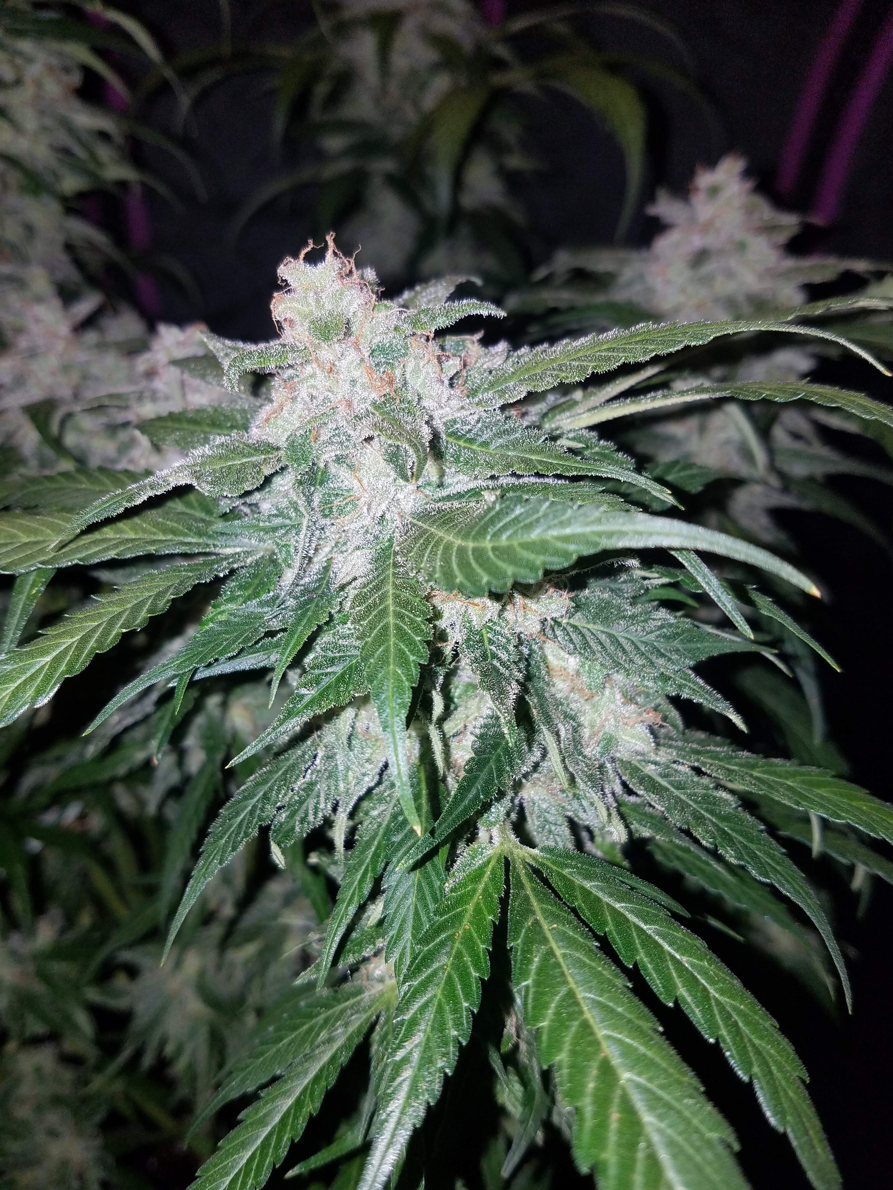 Fast Buds Tangie Matic Auto Feminisiert Autoflower