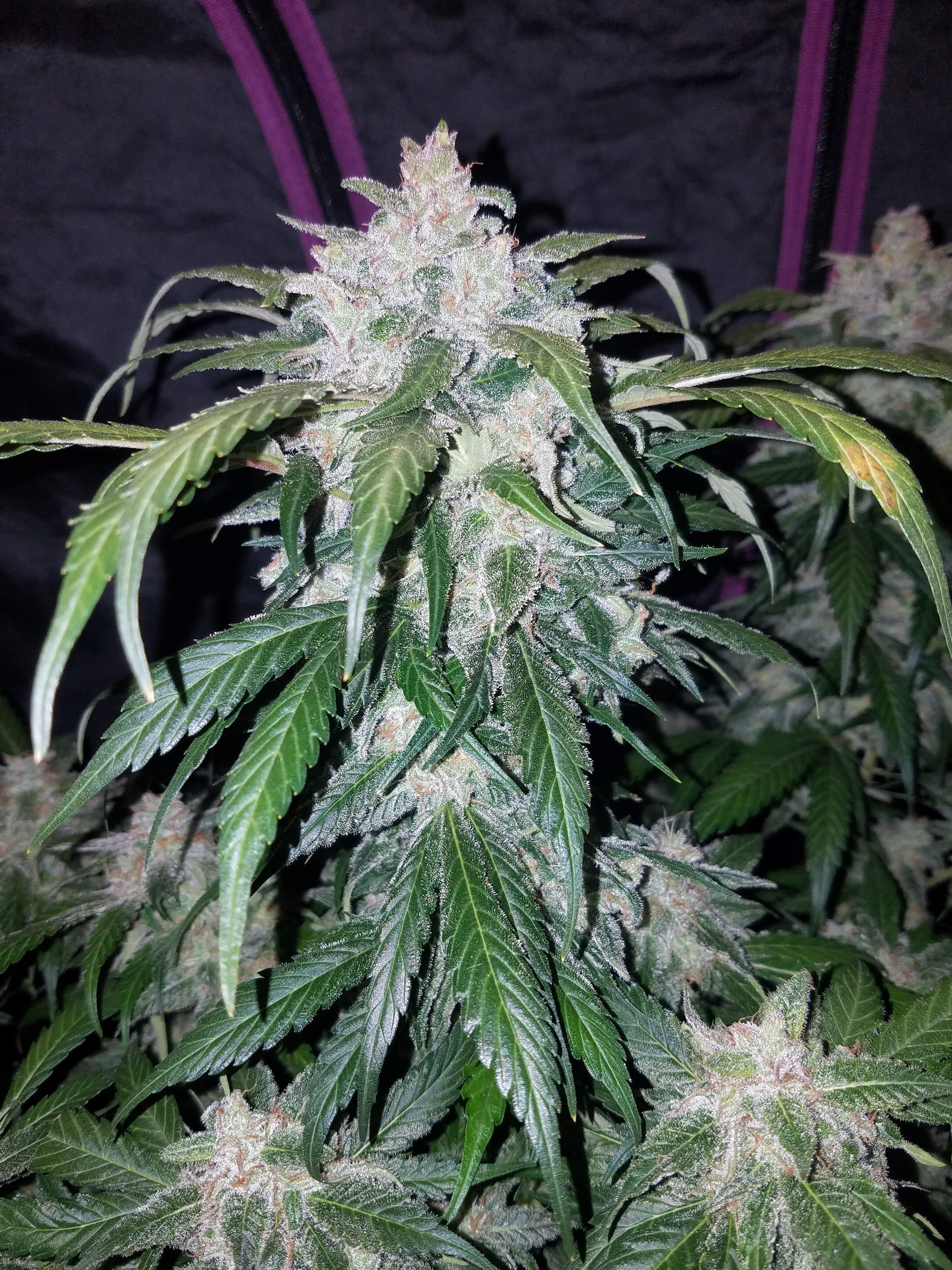 Fast Buds Tangie Matic Auto Feminisiert Autoflower