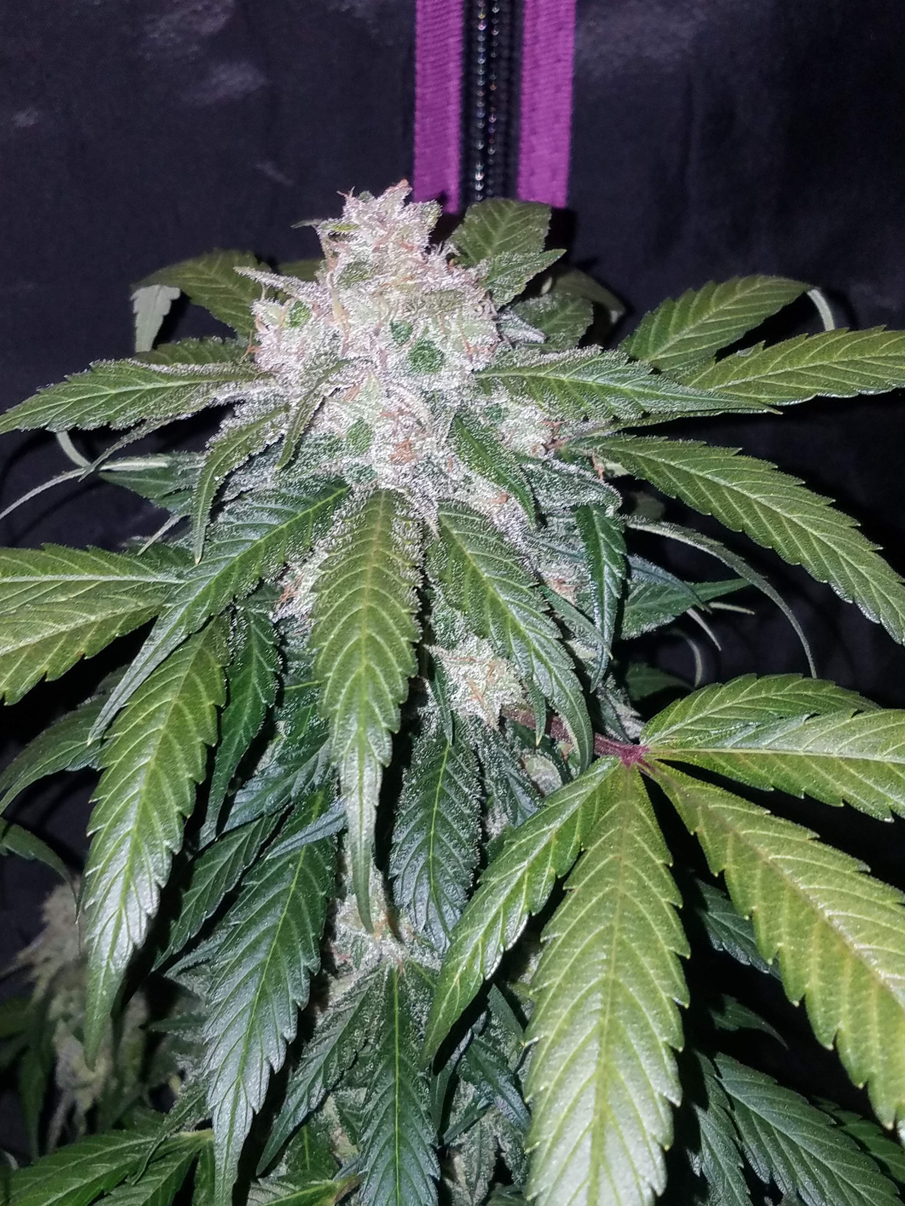 Fast Buds Tangie Matic Auto Feminisiert Autoflower