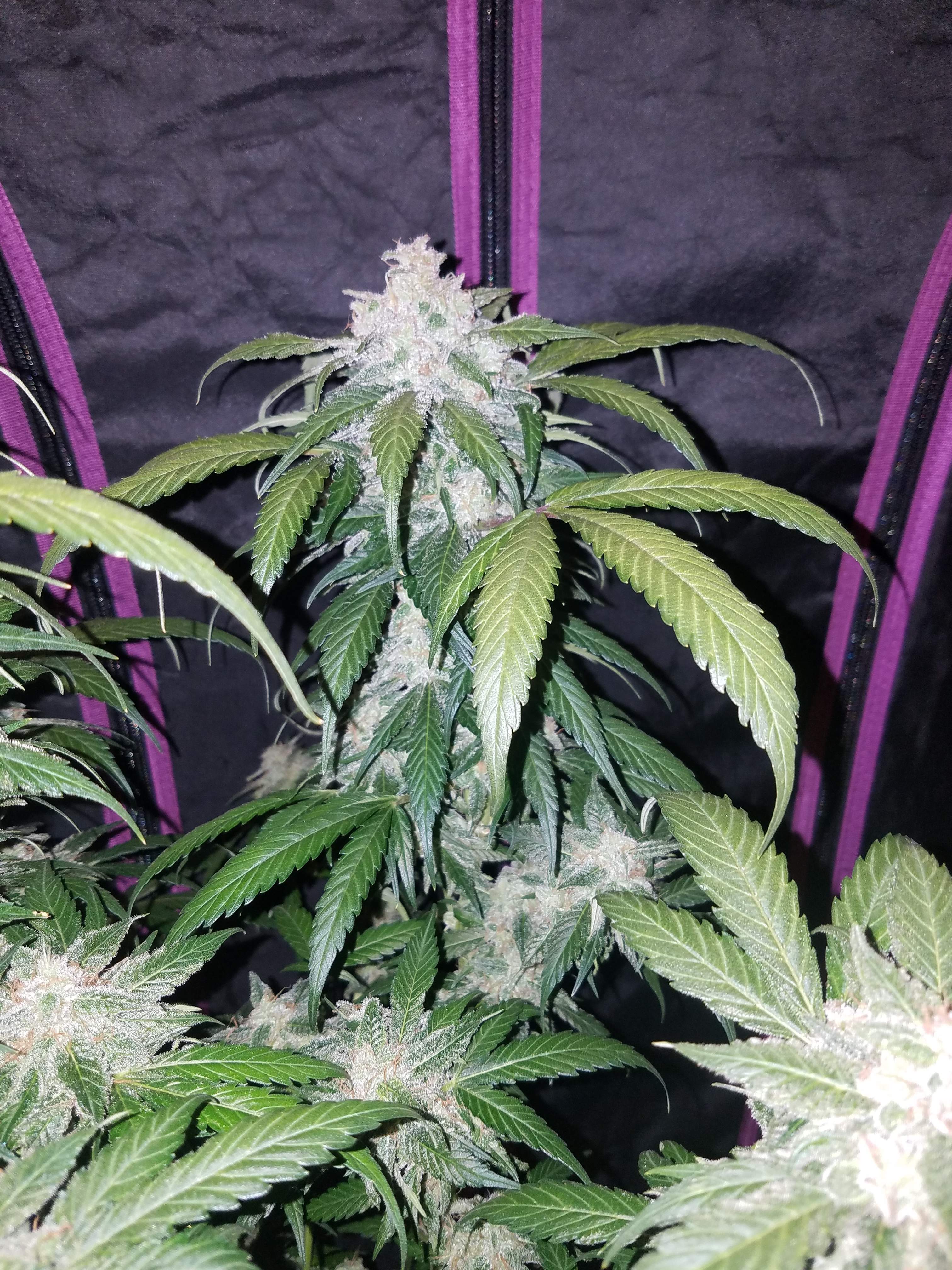 Fast Buds Tangie Matic Auto Feminisiert Autoflower