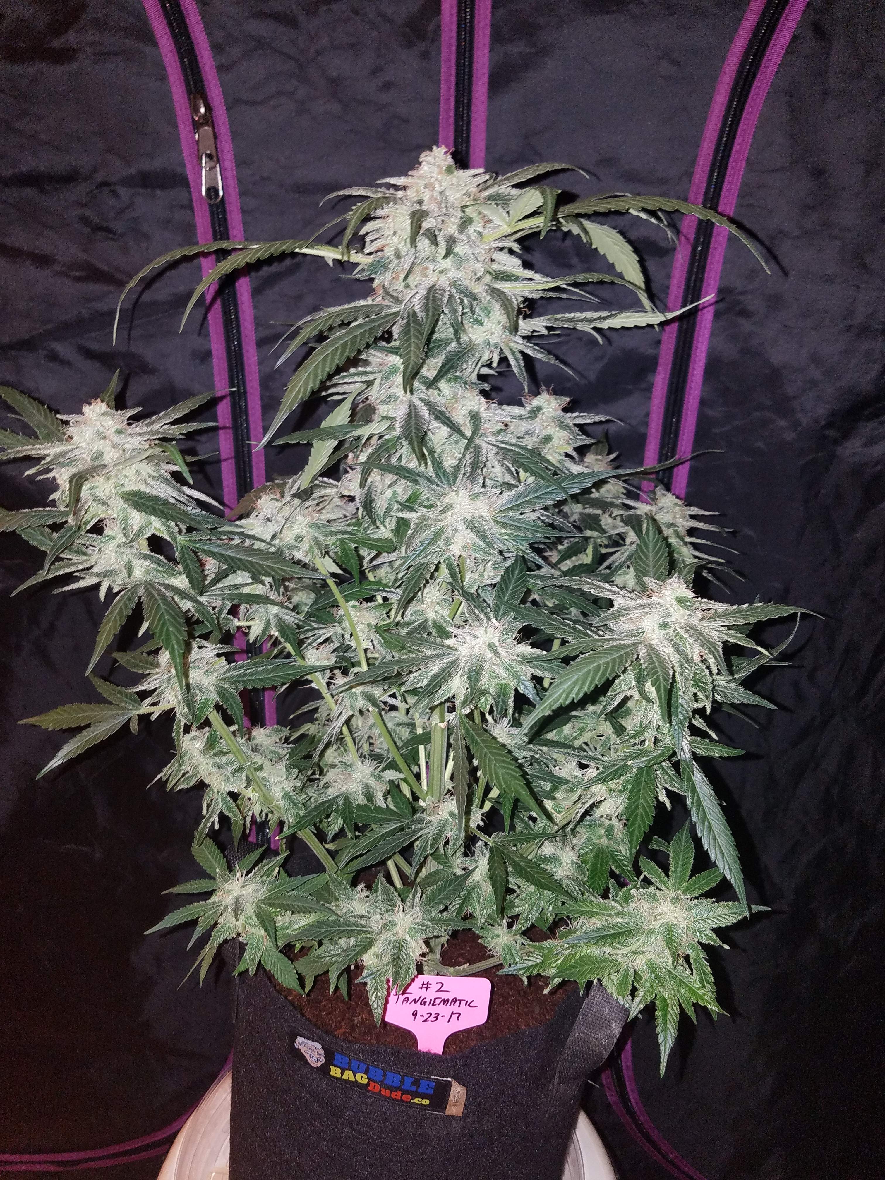 Fast Buds Tangie Matic Auto Feminisiert Autoflower