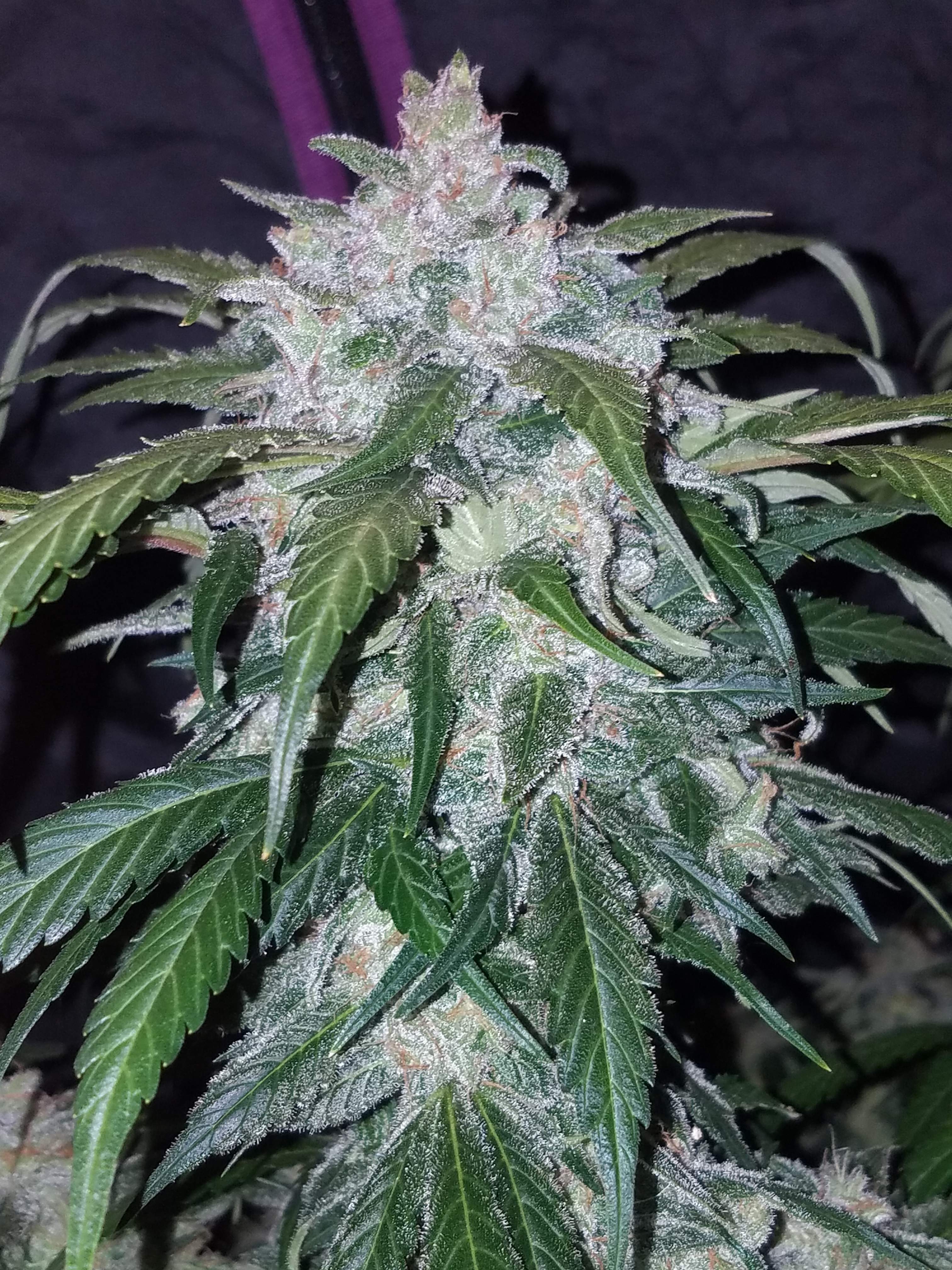 Fast Buds Tangie Matic Auto Feminisiert Autoflower