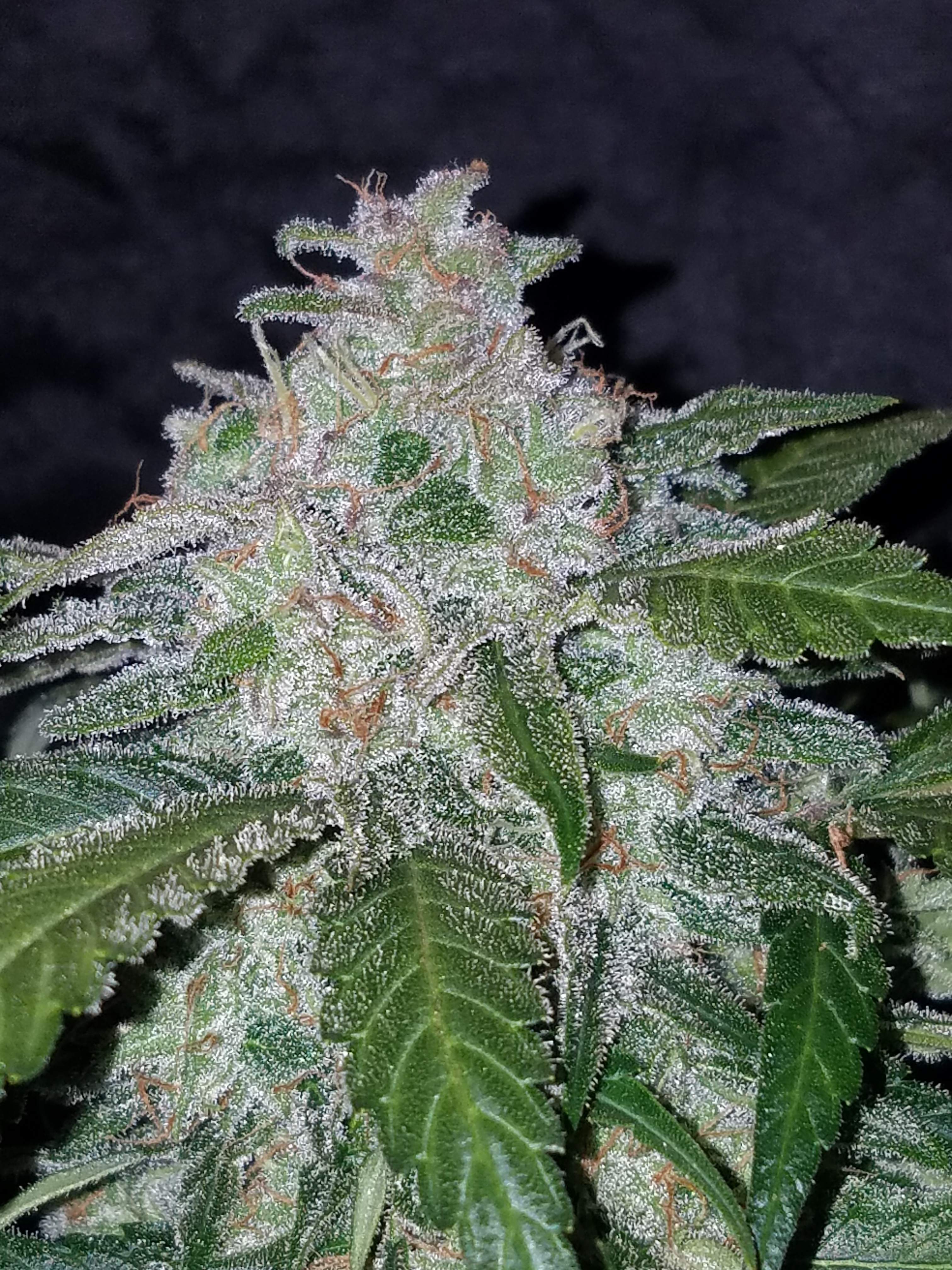 Fast Buds Tangie Matic Auto Feminisiert Autoflower