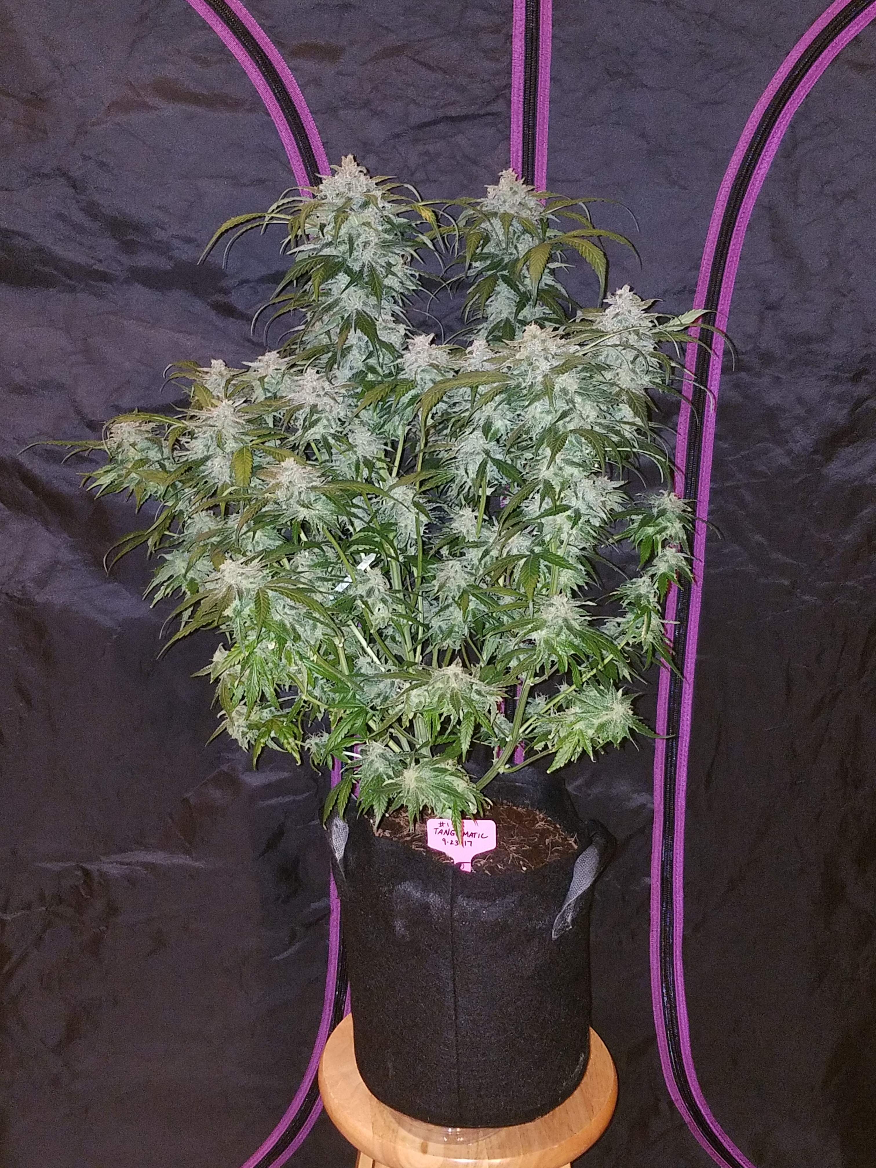 Fast Buds Tangie Matic Auto Feminisiert Autoflower