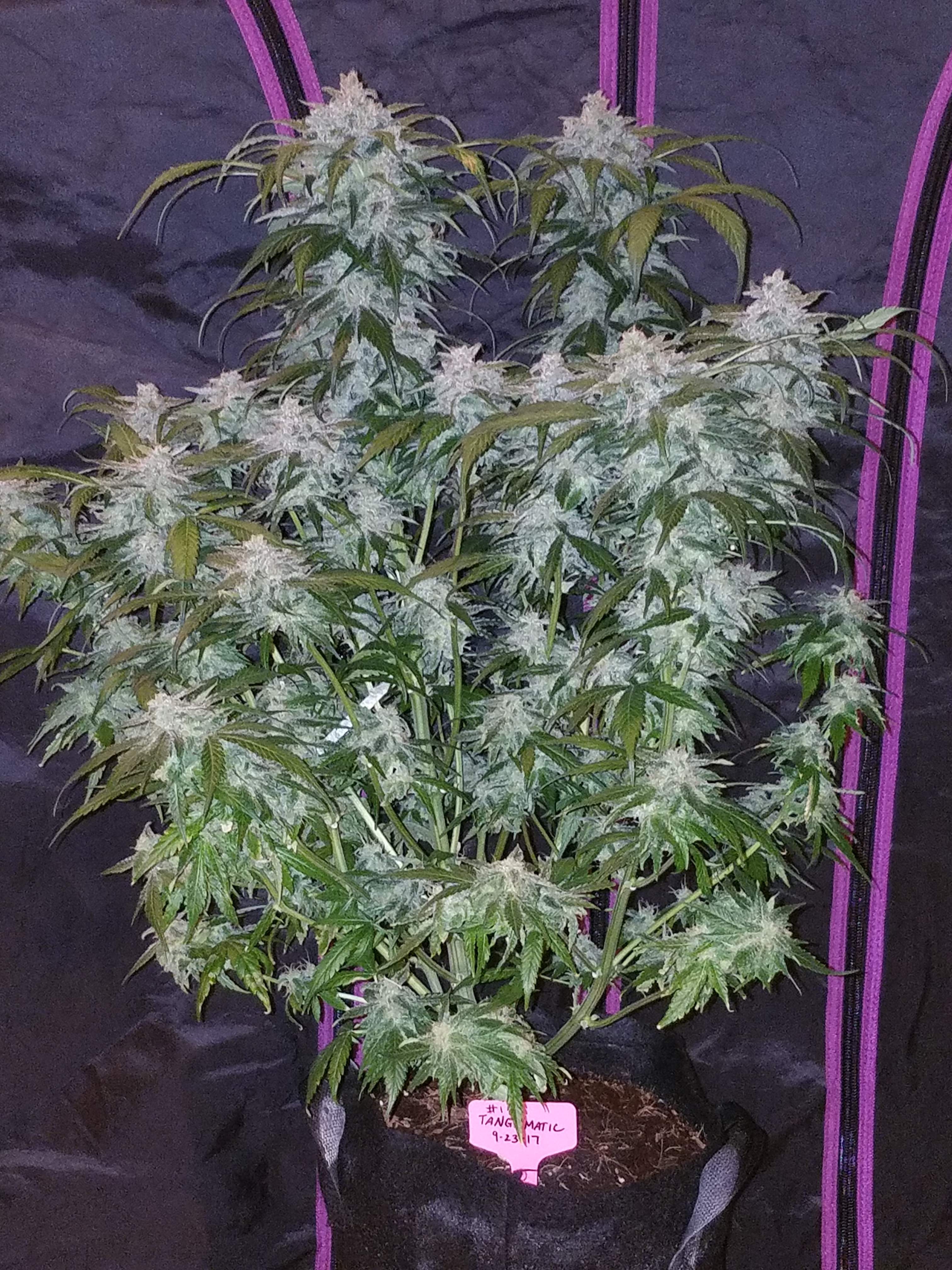 Fast Buds Tangie Matic Auto Feminisiert Autoflower