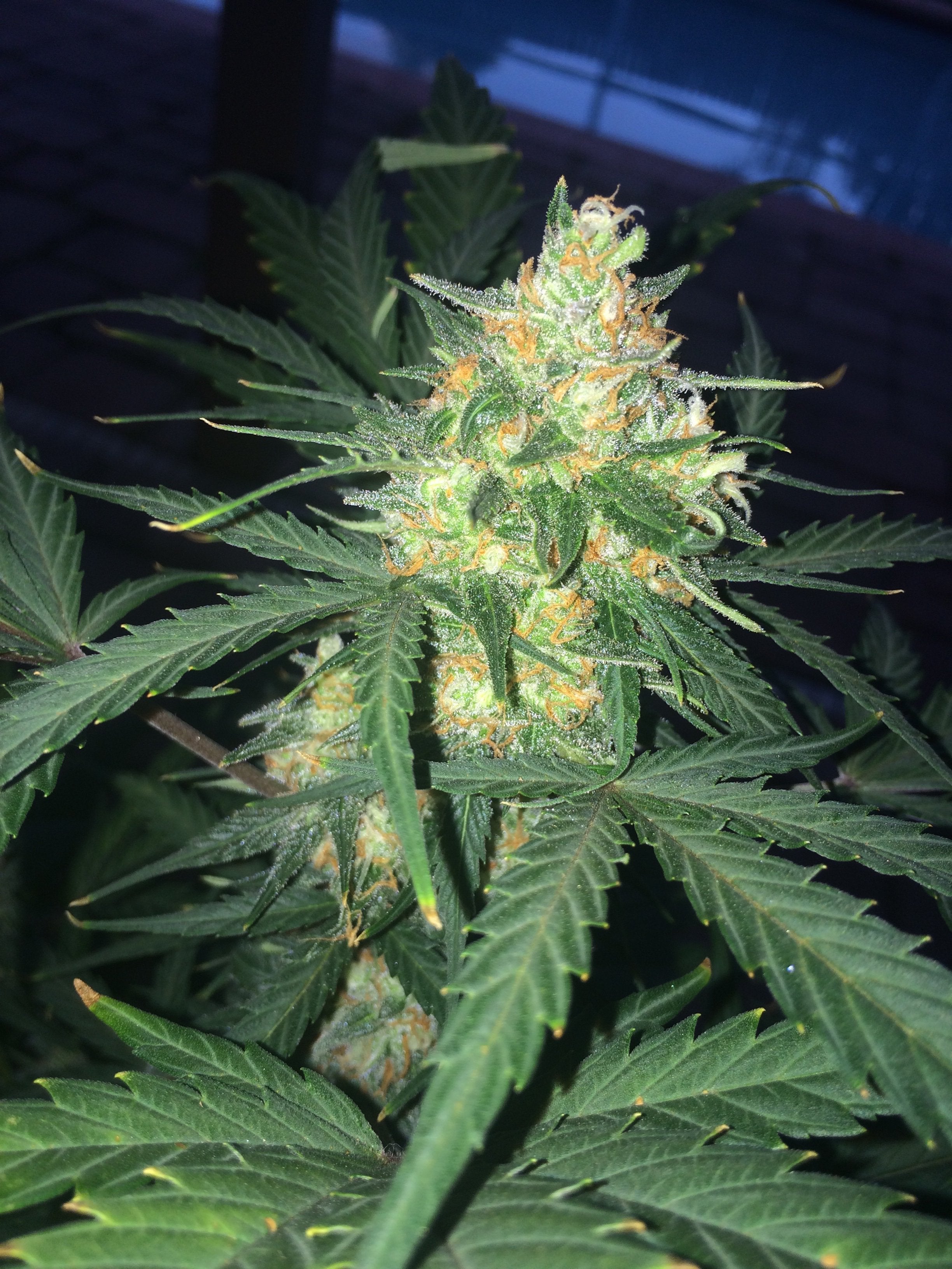 Fast Buds West Coast OG Auto Feminisierte Autoflower