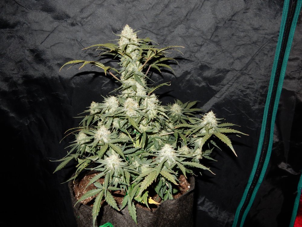 Fast Buds West Coast OG Auto Feminisierte Autoflower