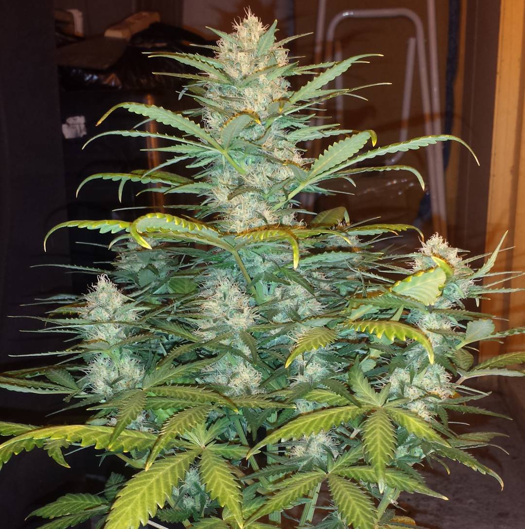 Fast Buds West Coast OG Auto Feminisierte Autoflower