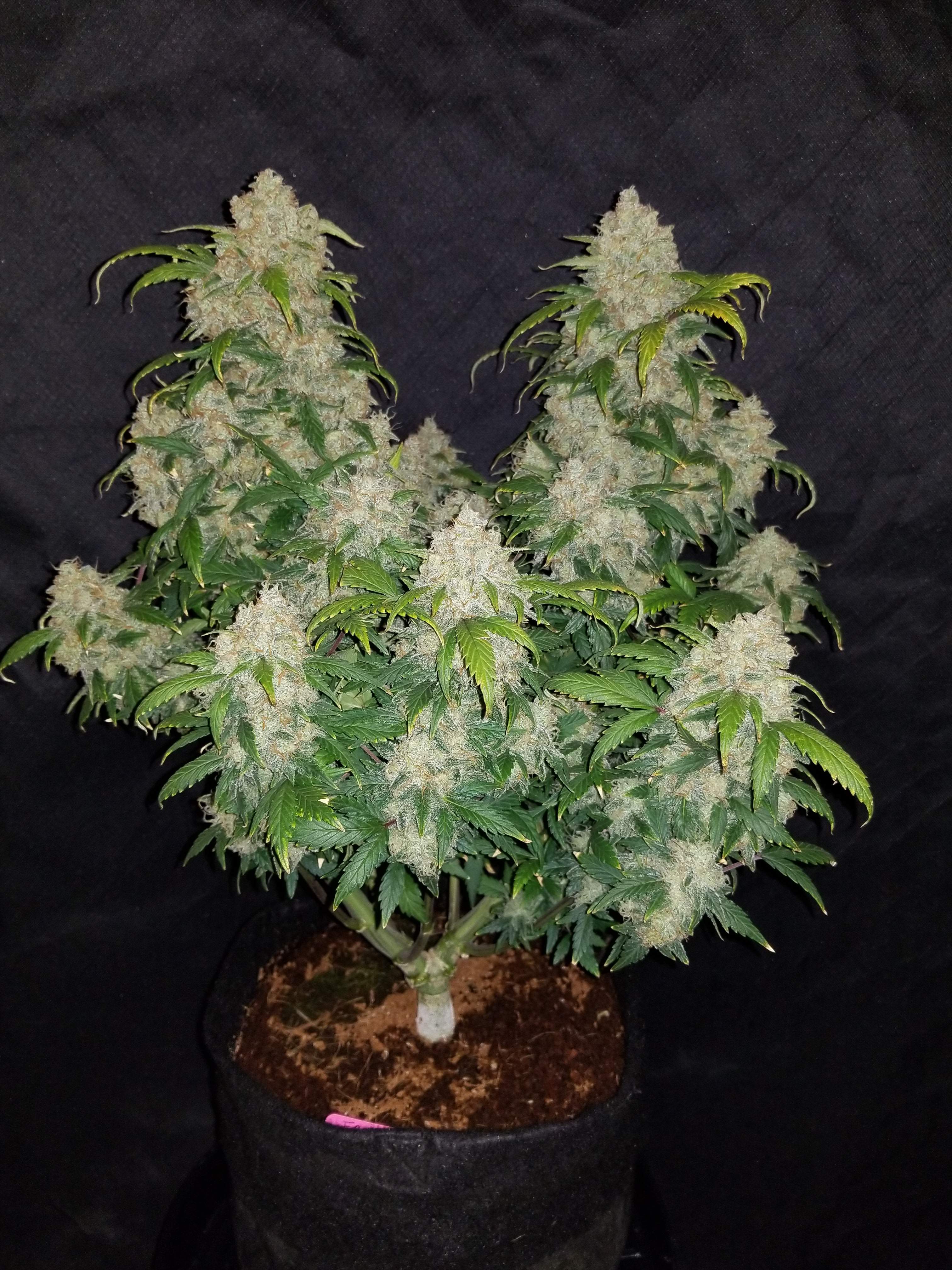 Fast Buds Zkittlez Auto Feminisiert Autoflower