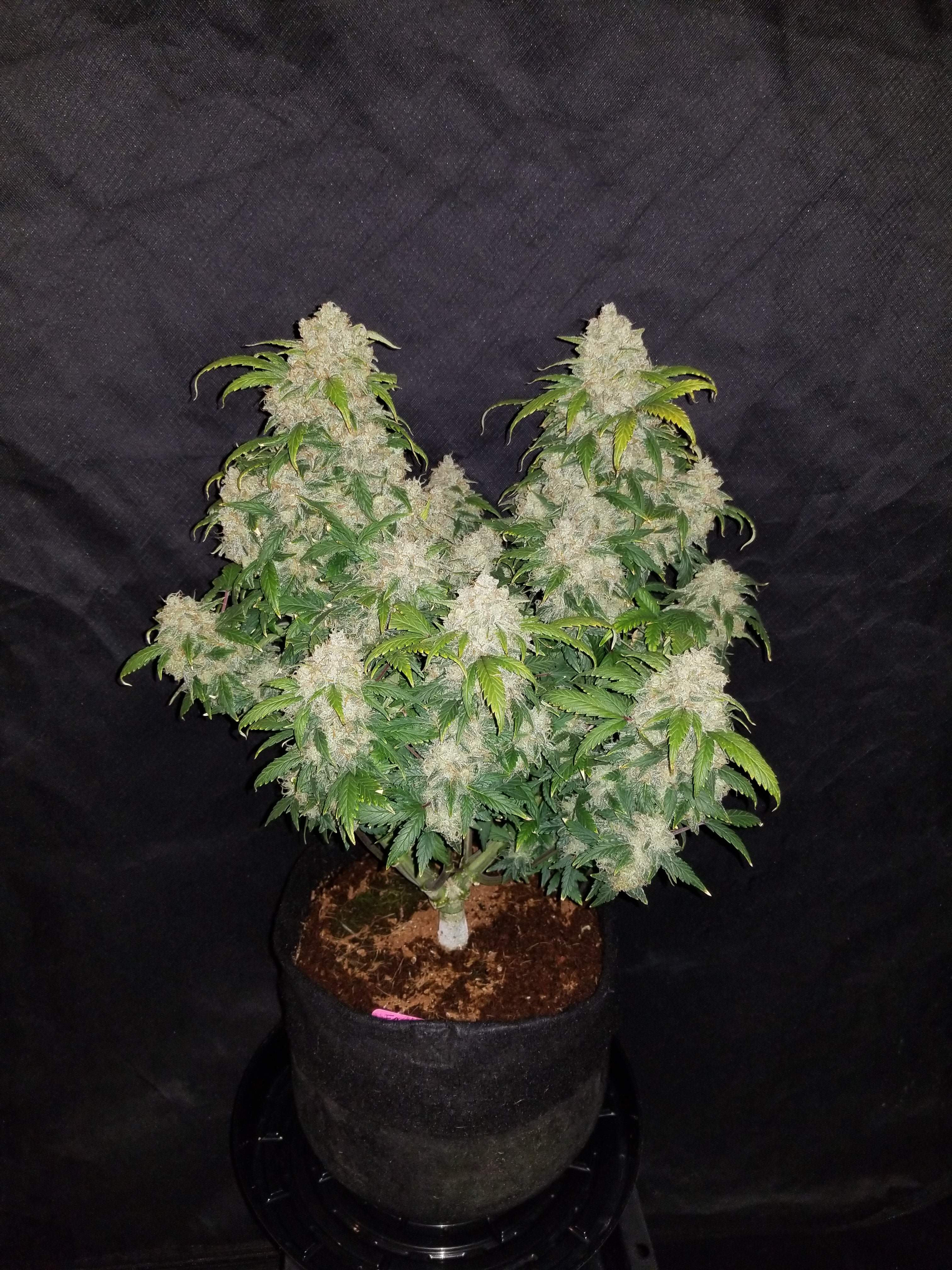 Fast Buds Zkittlez Auto Feminisiert Autoflower