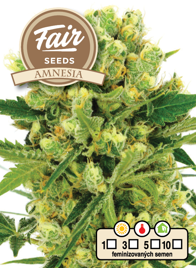 Fair Seeds Amnesia Feminisiert