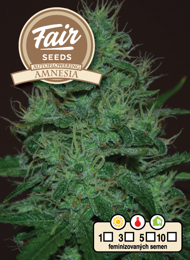 Fair Seeds Auto Amnesia Feminisiert Autoflower