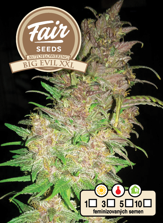 Fair Seeds Auto Big Evil XXL Feminisierte Autoflower