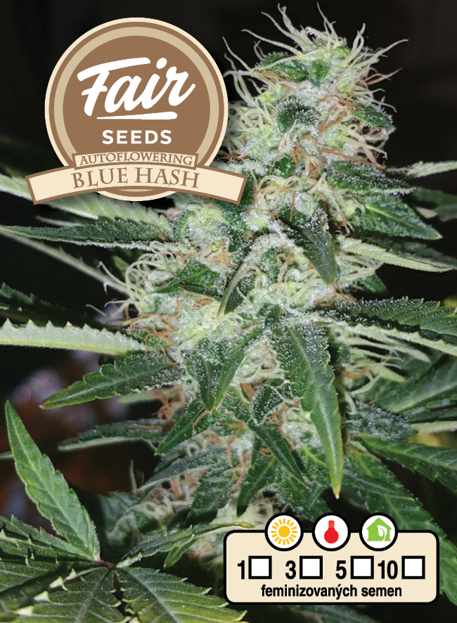 Fair Seeds Auto Blue Hash Feminisierte Autoflower