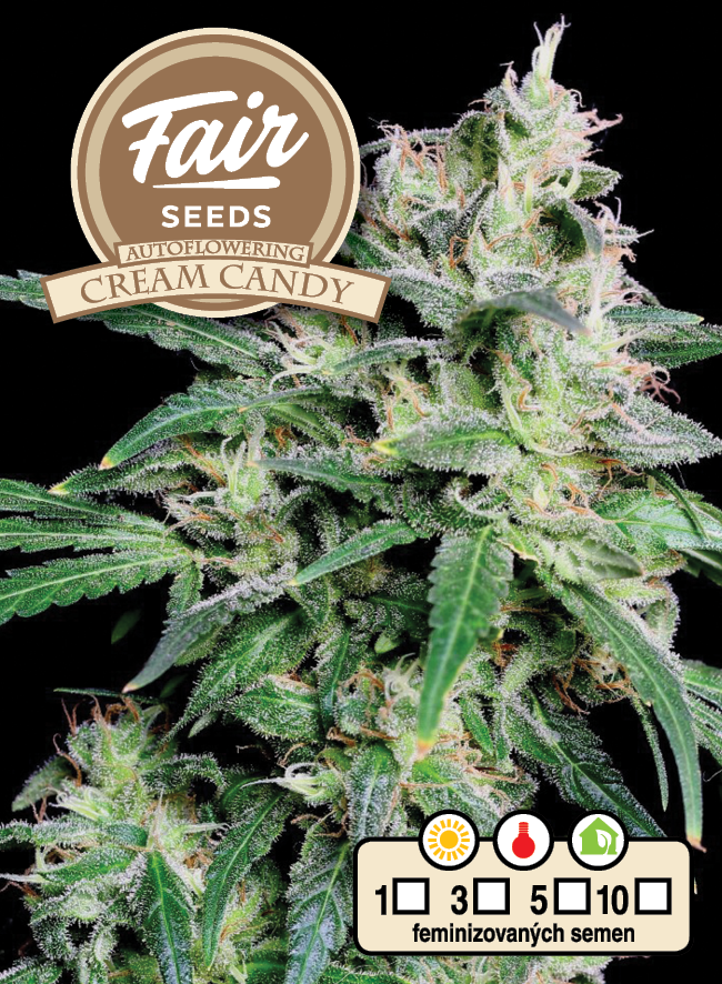 Fair Seeds Auto Cream Candy Feminisierte Autoflower