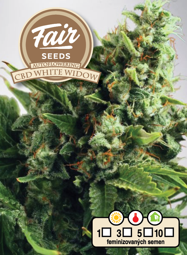 Fair Seeds Auto CBD White Widow Feminisierte Autoflower