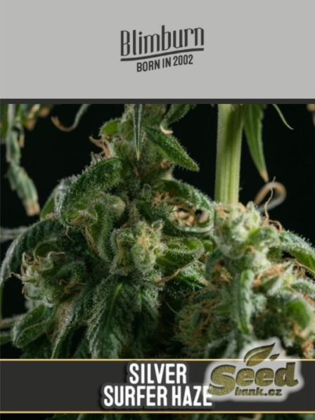 Blimburn Seeds Super Surfer Haze Feminisiert