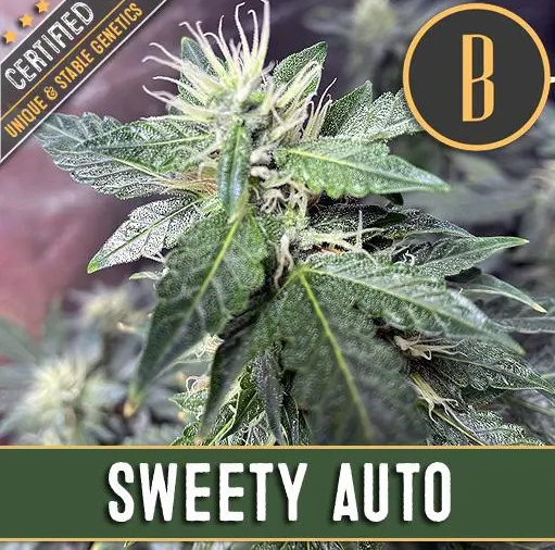 Blimburn Seeds Sweety Auto Feminisierte Autoflower