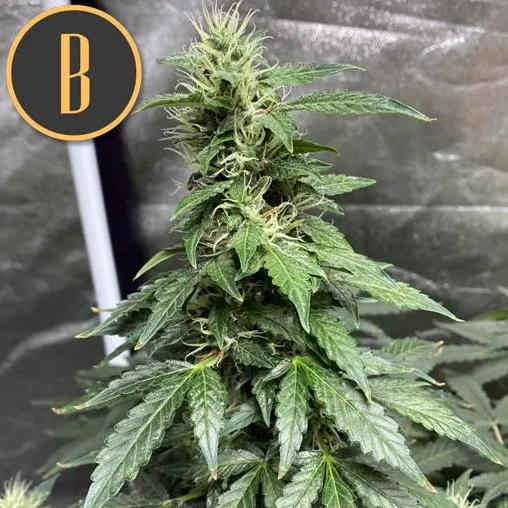 Blimburn Seeds Sweety Auto Feminisierte Autoflower