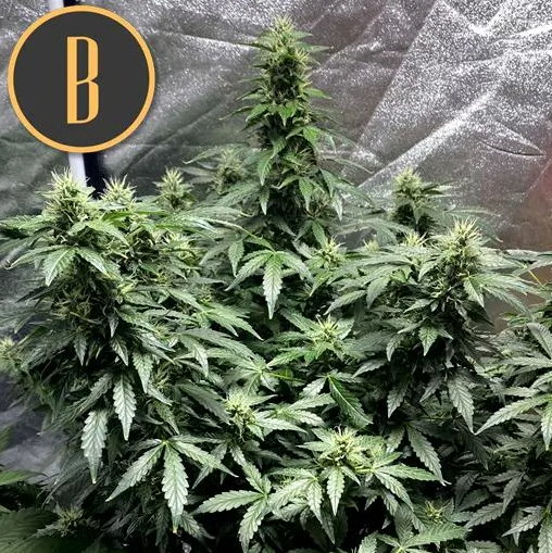 Blimburn Seeds Sweety Auto Feminisierte Autoflower