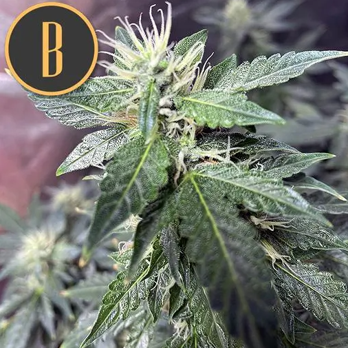 Blimburn Seeds Sweety Auto Feminisierte Autoflower