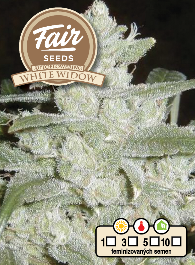 Fair Seeds Auto White Widow Feminisierte Autoflower