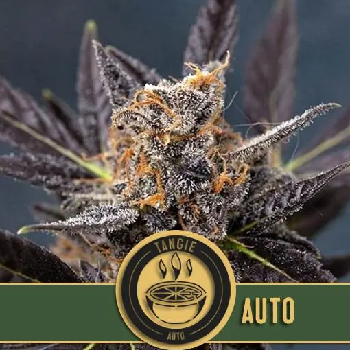 Blimburn Seeds Tangie Auto Feminisiert Autoflower