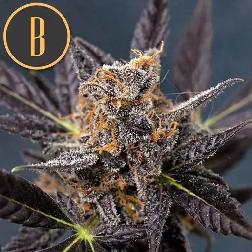 Blimburn Seeds Tangie Auto Feminisiert Autoflower