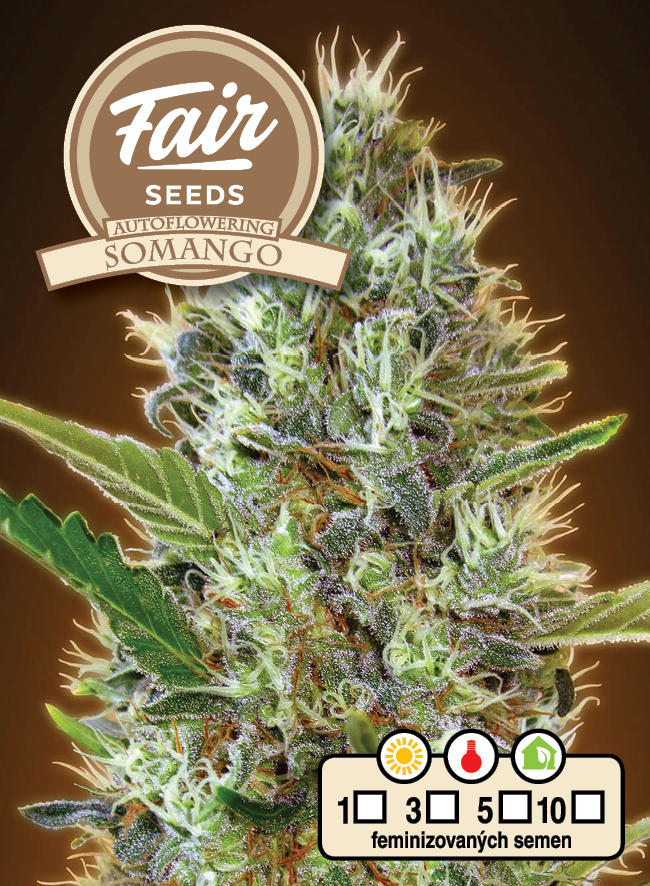 Fair Seeds Auto Somango Feminisiert Autoflower