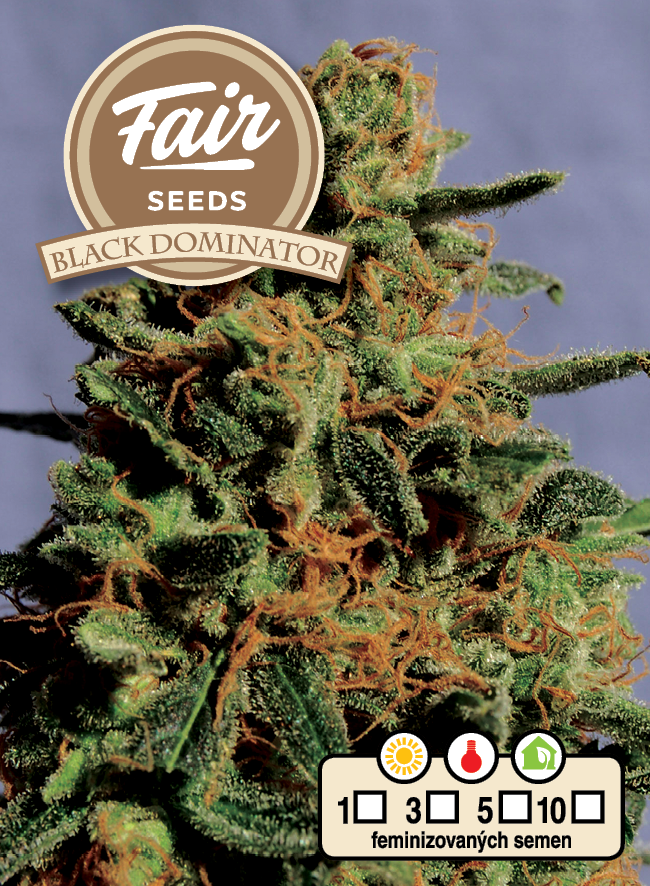 Fair Seeds Black Dominator feminisiert