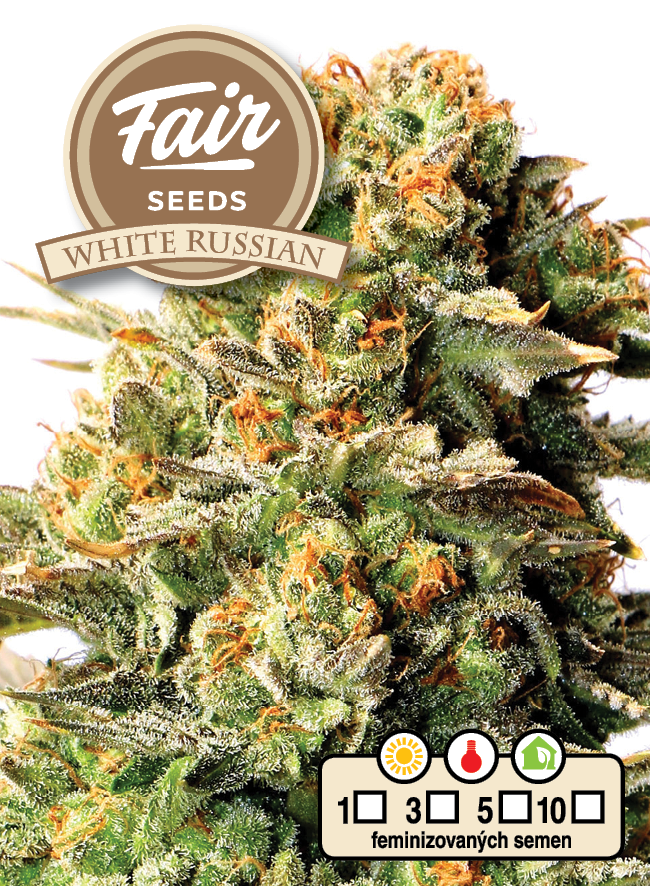 Fair Seeds White Russian feminisiert