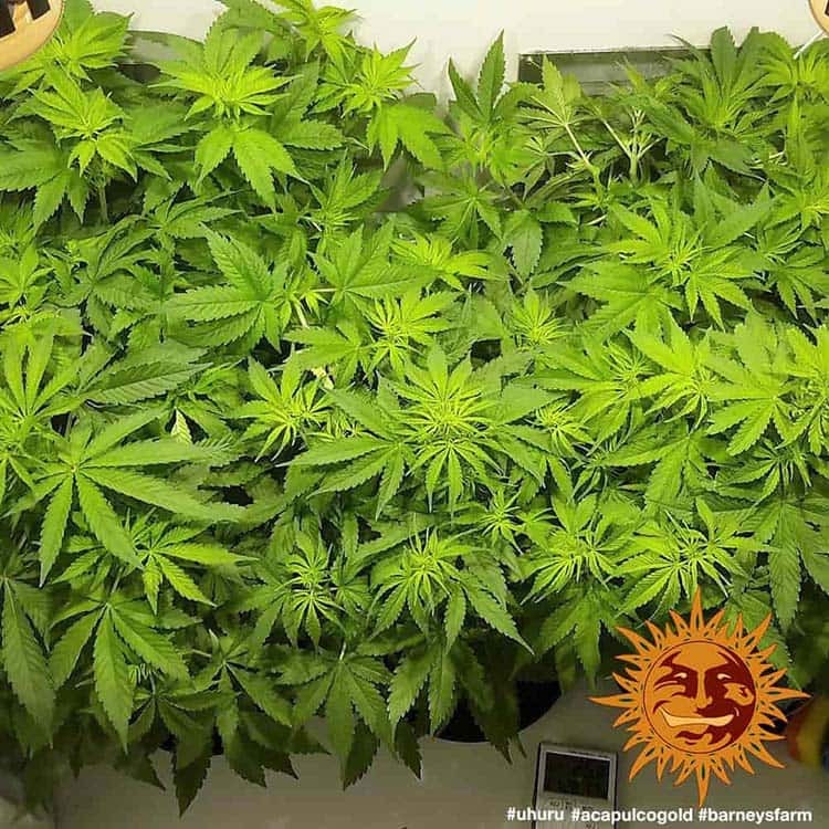 Barney's Farm Acapulco Gold, feminisiert