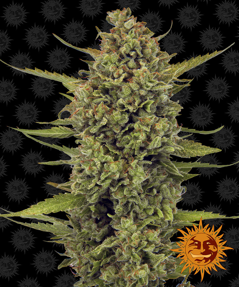 Barney's Farm Acapulco Gold, feminisiert