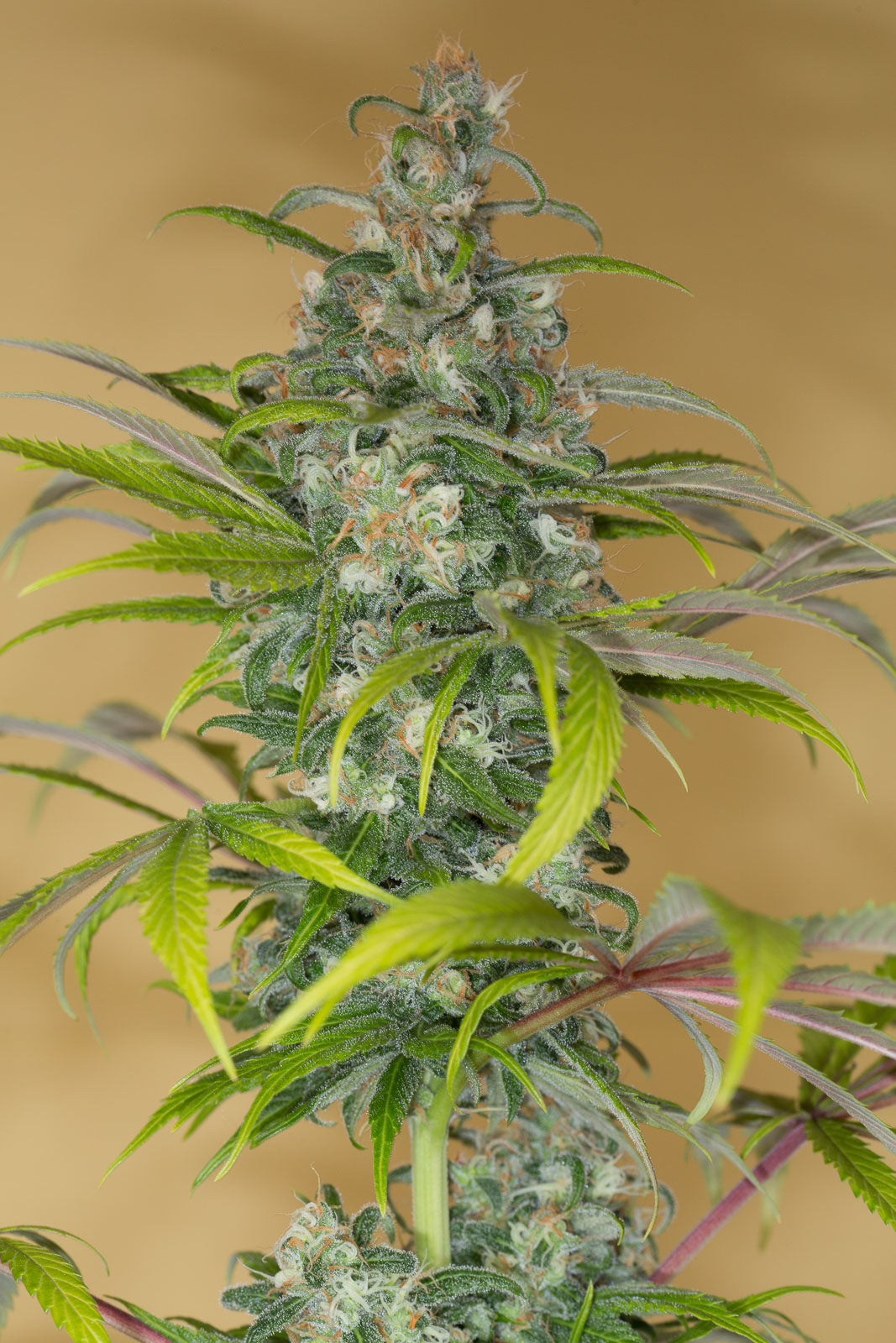 Humboldt Seeds Blue Dream CBD feminisiert