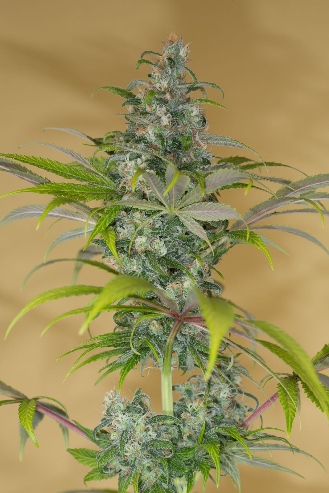 Humboldt Seeds Blue Dream CBD feminisiert