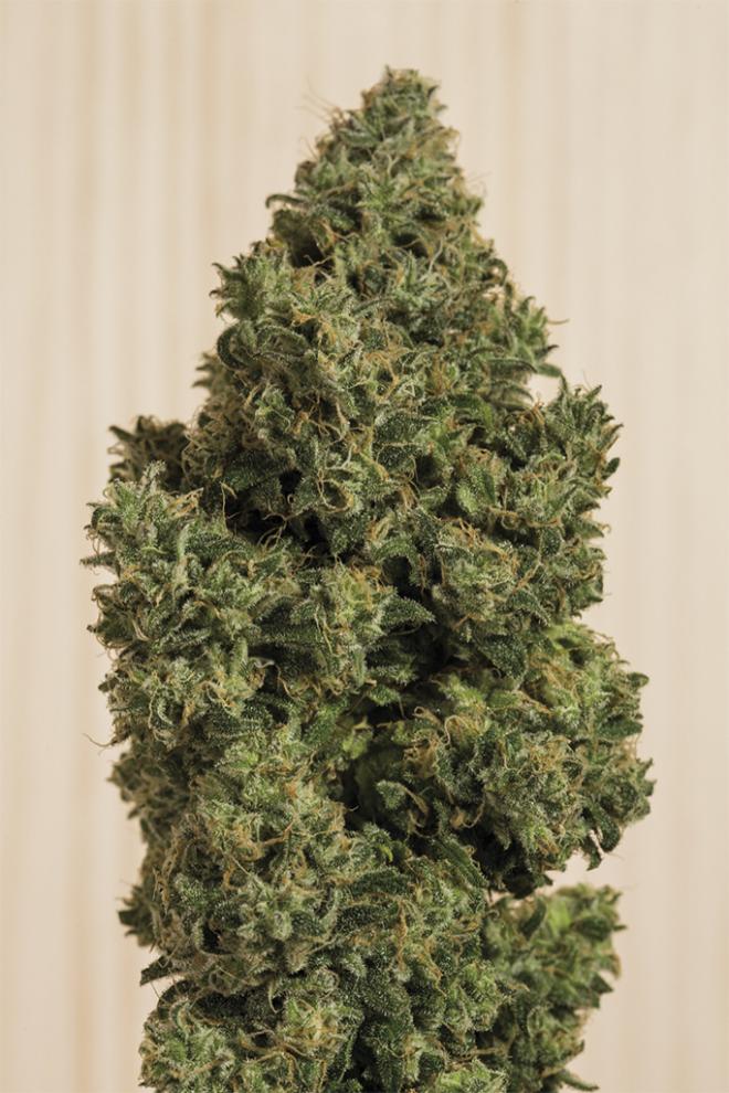 Humboldt Seeds Blue Dream CBD feminisiert