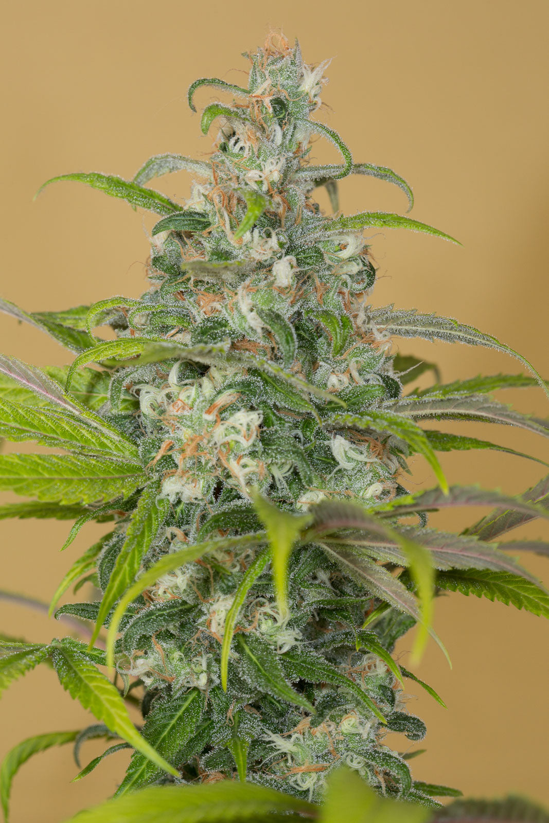 Humboldt Seeds Blue Dream CBD feminisiert