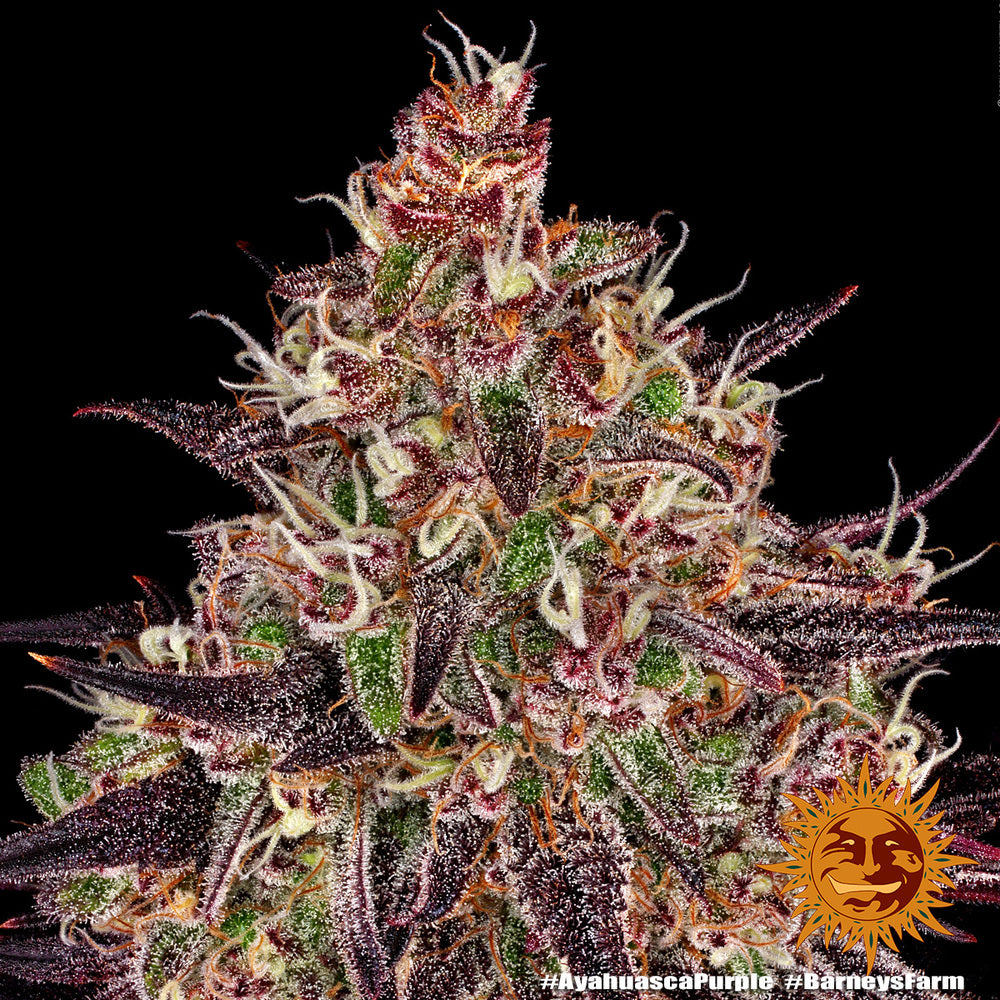 Barney's Farm Ayahuasca Purple, feminisiert