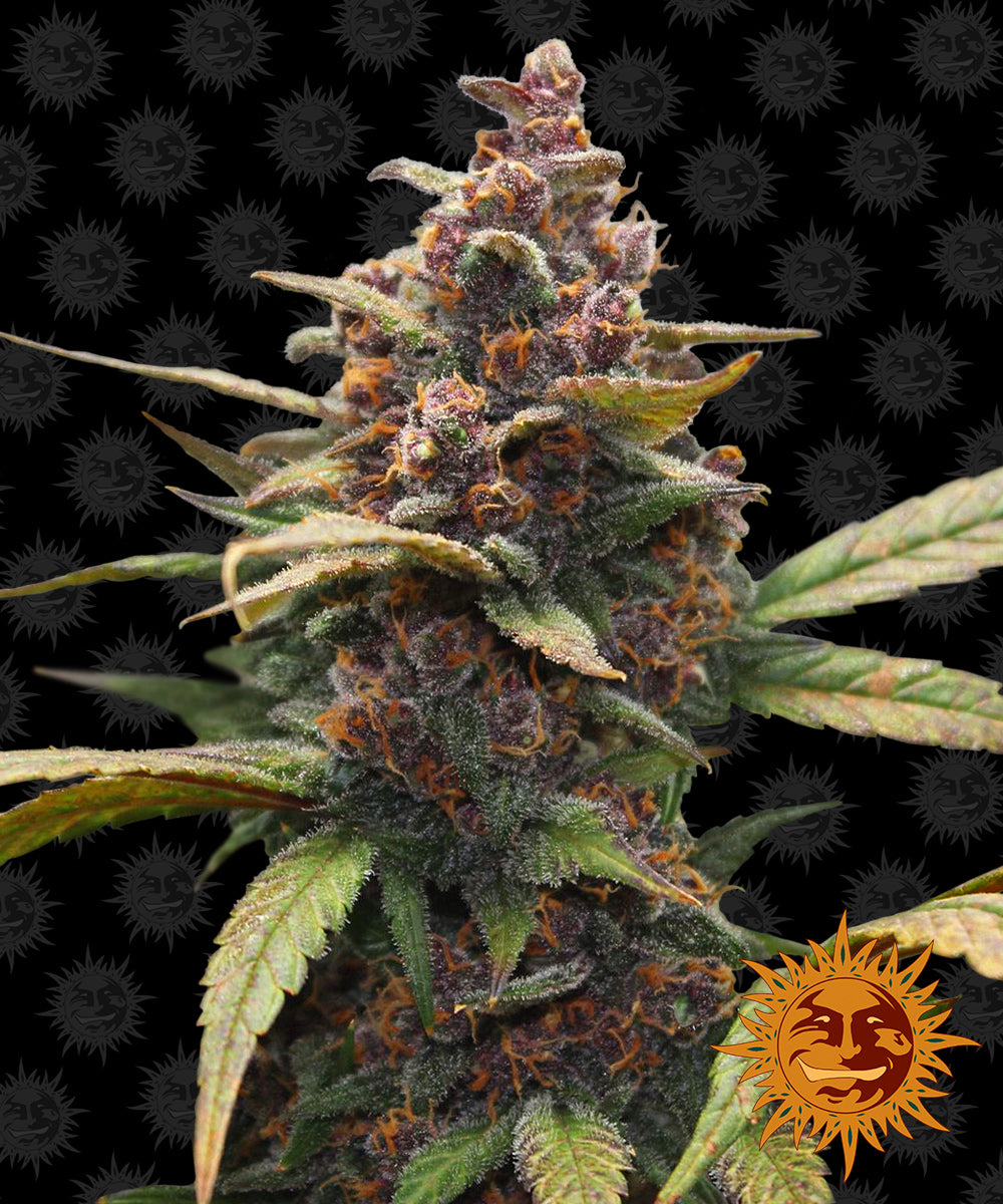 Barney's Farm Ayahuasca Purple, feminisiert