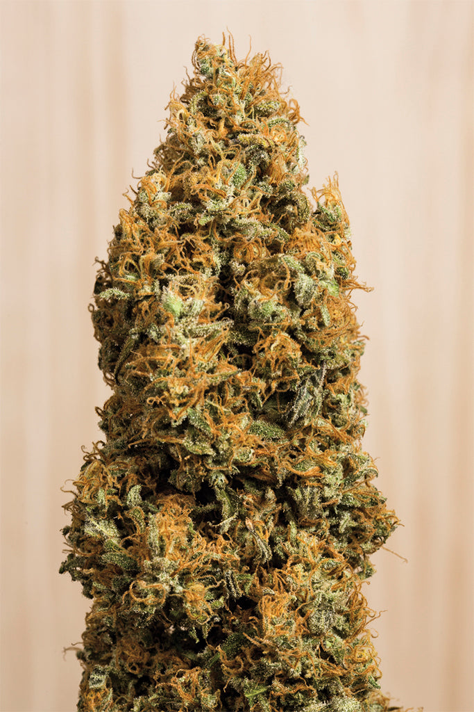 Humboldt Seeds Green Crack CBD feminisiert