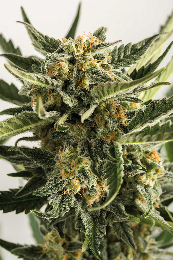 Humboldt Seeds Lost Coast Skunk Autoflowering Feminisierte Autoflower