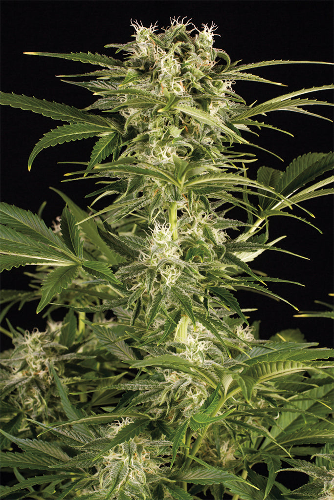 Humboldt Seeds Lemon Juice Express Autoflowering Feminisiert Autoflower