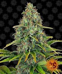 Barney's Farm Blue Cheese, feminisiert