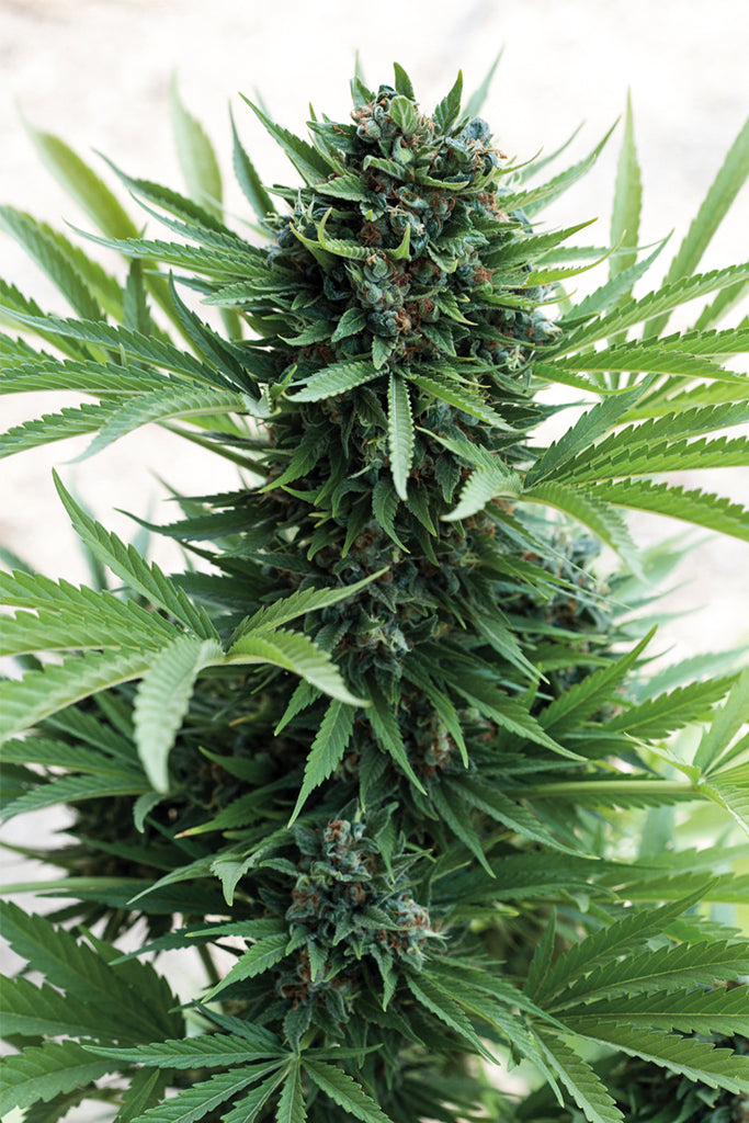 Humboldt Seeds Sour Diesel Autoflowering Feminisiert Autoflower