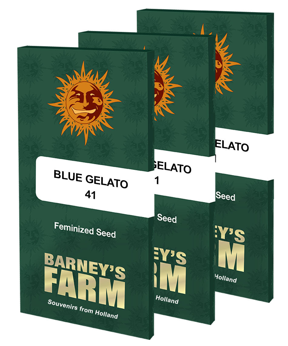 Barney's Farm Blue Gelato 41, feminisiert