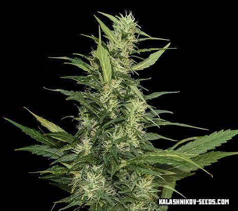 Kalashnikov Seeds Amur Giant Auto Feminisiert Autoflower