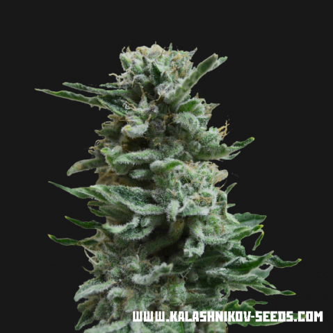 Kalashnikov Seeds AK Skunk Auto Feminisiert Autoflower